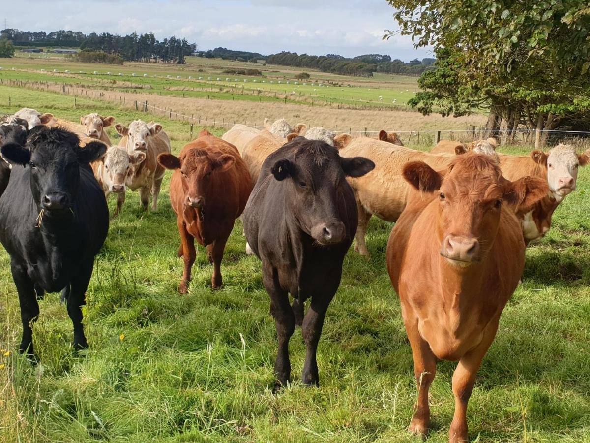 Bed and Breakfast Whiteacres Invercargill Zewnętrze zdjęcie